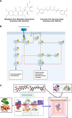 Nanotechnological synergy of mangiferin and curcumin in modulating PI3K/Akt/mTOR pathway: a novel front in ovarian cancer precision therapeutics